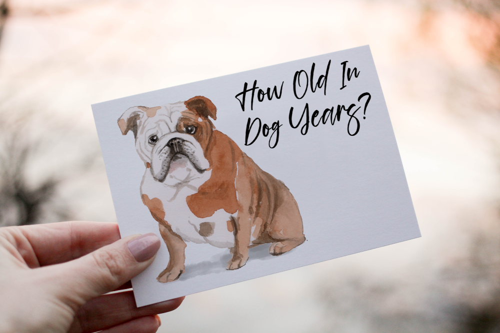 English Bulldog Birthday Card, Dog Birthday Card - Click Image to Close